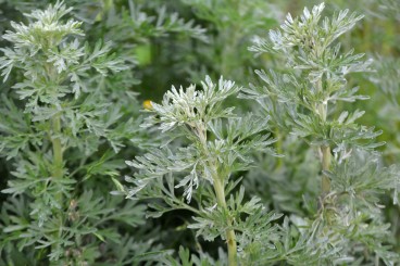Artemisia or Wormwood: A Plant of Healing, Dreams, and Movement